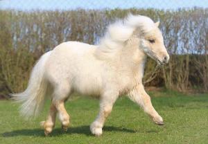fluffy pony